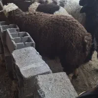 بره ۵۰کیلویی نر