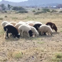 ۲۰راس بره شیشک پلواری