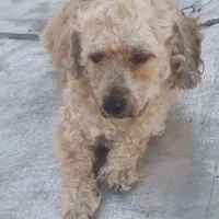 فروش فوری سگ نژاد پودل نر موفرفری|سگ|اردبیل, |دیوار