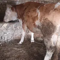 گاو و تلیسه ی سیمنتال اصل