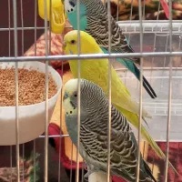 فروش ۳عدد مرغ عشق زیبا و سرحال