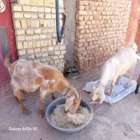 فروش بز شیر ده|حیوانات مزرعه|حمیدیا, |دیوار