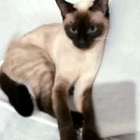 گربه سیامی|گربه|تهران, عباسی|دیوار