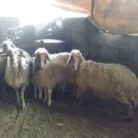 بز و میش|حیوانات مزرعه|مهران (ایلام), |دیوار