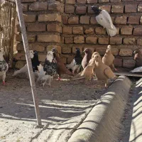 ۲۰ عدد رنگه ۳ ماده بقیه نر همه هوایی زدوخوردی