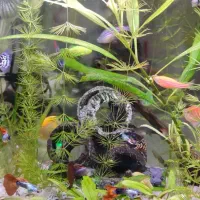 آکواریوم عروسک با متعلقات کامل رایگان|ماهی|رشت, دیانتی|دیوار