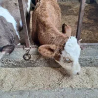 گوساله نر سیمینتال