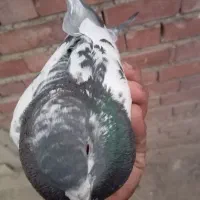 کله ای فروشی 300 عنبر آباد|پرنده|عنبرآباد, |دیوار