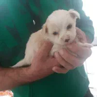 فروش تولهای اشپیتز