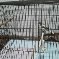 قناری نر ابلغ