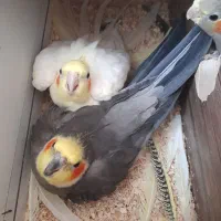 عروس هلندی مولد