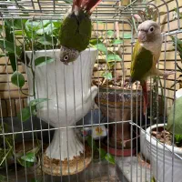 جفت گرینچیک