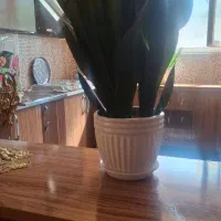 گل سانسوریا