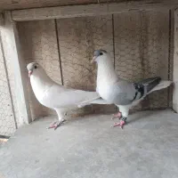 ساده افغانی