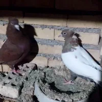 جفت نرو ماده|پرنده|شوشتر, |دیوار