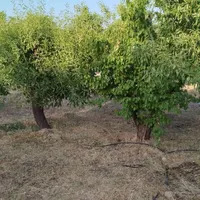 فروش زمین ۵۰۰۰ متری محدود پل زمانخان|فروش زمین و ملک کلنگی|اصفهان, شاهد|دیوار