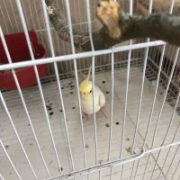 عروس هلندی نر