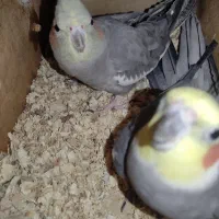 عروس هلندی نر ماده سخنگو خیلی خوشگل