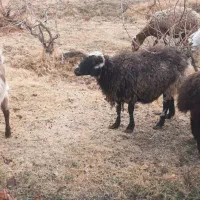 بزوبره چاق فروشی|حیوانات مزرعه|گناباد, |دیوار