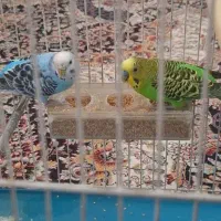 یک جفت مرغ عشق با قفس|پرنده|مشهد, شهرک امام هادی (شهرک غرب)|دیوار