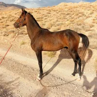 اسب ۱سال و ۱۰ ماهه معاوضه با موتور