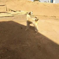 سگ هرکی خواصت درخدنتم
