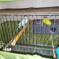 یک جفت مرغ عشق با تخم