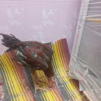 جوجه یا خروس لاری|حیوانات مزرعه|کلاله, |دیوار