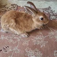 خرگوش باهوش ماده ۳ماهه