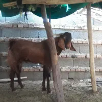 تروشت|حیوانات مزرعه|بمپور, |دیوار