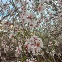 زمین مسکونی