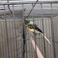 قناری ماده ابلق|پرنده|قزوین, |دیوار