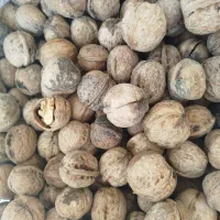 گردو|خوردنی و آشامیدنی|شیراز, شهرک سعدی|دیوار