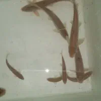 ماهی زنده قنات|ماهی|کرمان, |دیوار