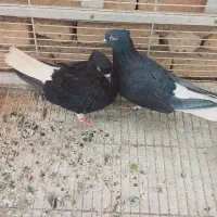 سلام یه جفت زاغ دم سفید هر دوکاکولی مهر مهر