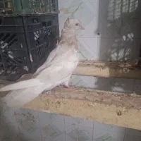 کبوتر ماده