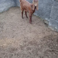 یک راس بز ماده فروشی|حیوانات مزرعه|خان ببین, |دیوار