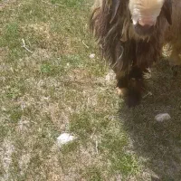 یک عدد قوچ ۱ رون بختیاری اصل میش رون ب شرط