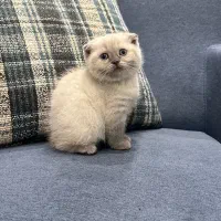 کربه اسکاتیش|گربه|یزد, |دیوار