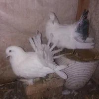 کبوتر دم چتری پرپا کله لرزون|پرنده|گلبهار, شهر جدید گلبهار|دیوار