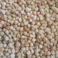 حبوبات.|خوردنی و آشامیدنی|قیدار, |دیوار