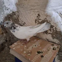 کبوتر الماسی گرفتنی