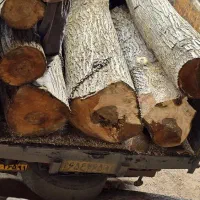 خریدار چوب انواع درختان باغی با بالاترین قیمت|خدمات باغبانی و درختکاری|محمدشهر, سیدآباد|دیوار