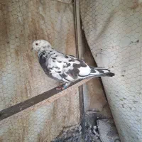 کبوترپرشی|پرنده|اصفهان, همت‌آباد|دیوار