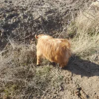 یک بزغاله ماده  حدودا۱۰تا۱۲ کیلو هست  فروخته میشود