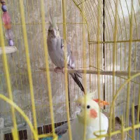 عروس هلندی مولد سخنگو