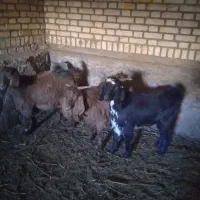 سه عدد بزغاله.. دو عدد نریک عدد ماده|حیوانات مزرعه|سبزوار, قصبه غربی|دیوار