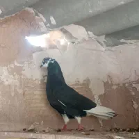 دوتا کفتر خوب