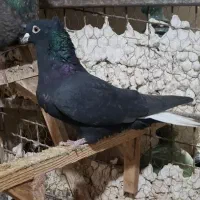 ماده سیاه دم سفید دو کاکوله شمعک تخت