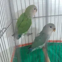طوطی کوتوله